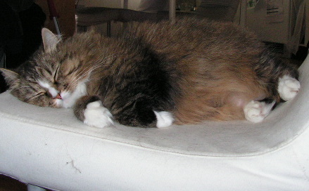 Min katt Tilda får illustrera fatigue, för jag vill inte visa mig sovande :-).
